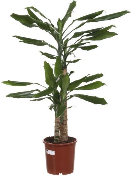 Растение комнатное Драцена Фрагранс