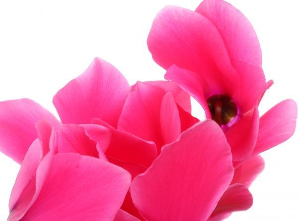 Растение Цикламен микс 12х30 см