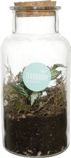 Растение террариум в бутылке 10/14