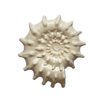 Декор гипсовый Подарок моря 1