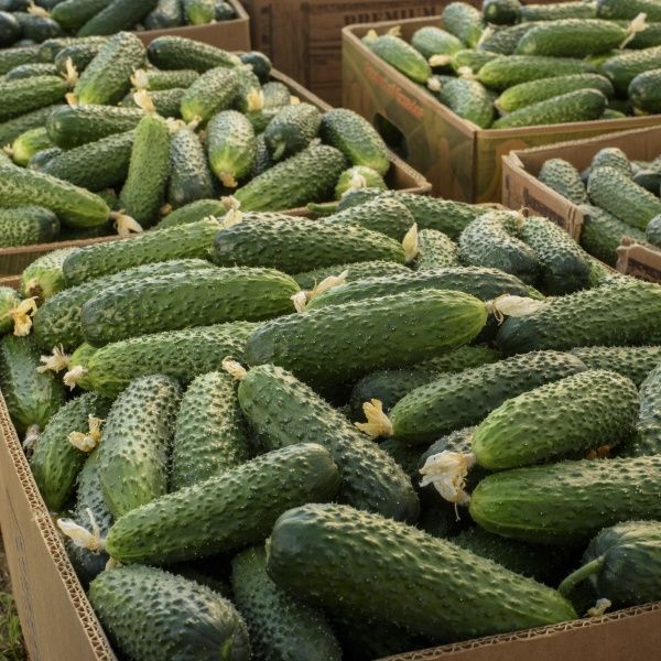 Семена Професійне насіння огурец Солют F1 10 шт. (4820176693815)