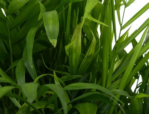 Растение Пальма Хамедорея 20х100 см