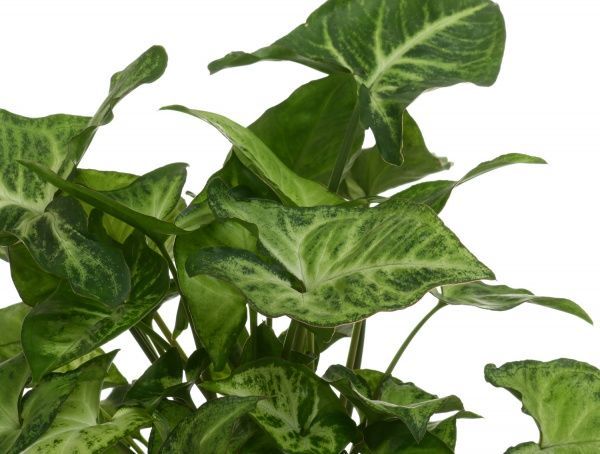 Растение Сингониум Pixie 12/20