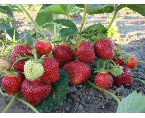 Саженец Брусвяна Клубника Хоней 0,5 л