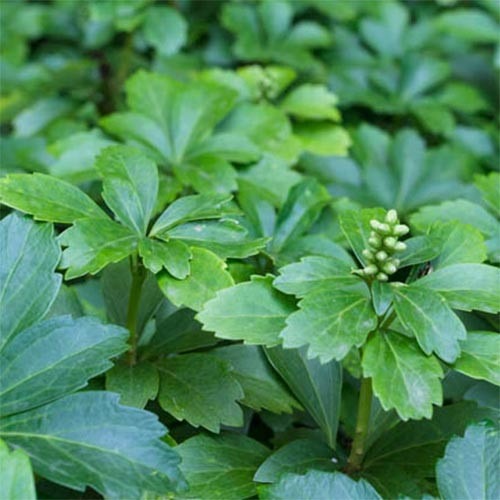 Рослина Пахізандра верхівкова/Pachysandra terminalis Р9