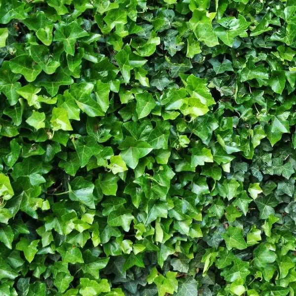 Растение Плющ обыкновенный Thorndale (K23-S23 h40-60 C2)