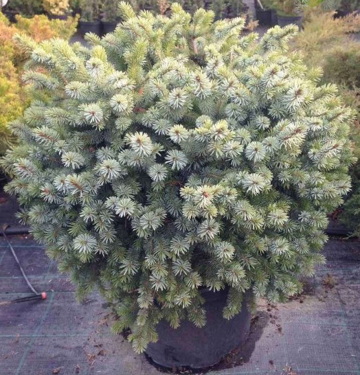 Растение Ель Ситхинская С7.5