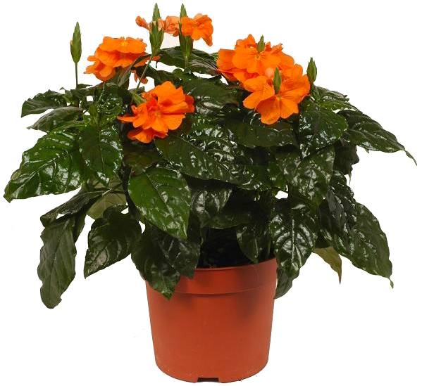 Растение Кросандра Фортуна d9/h20