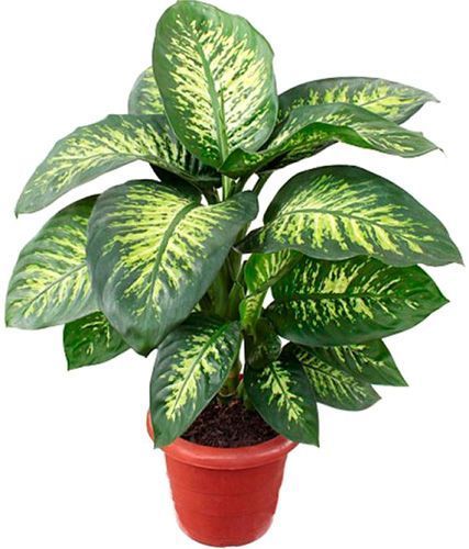 Рослина Диффенбахія Compacta 12/40