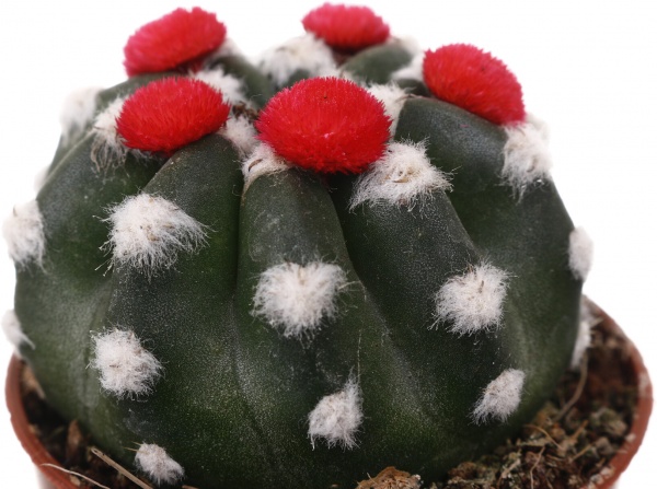 Растение комнатное Кактус с искусственным цветком 5х10 см