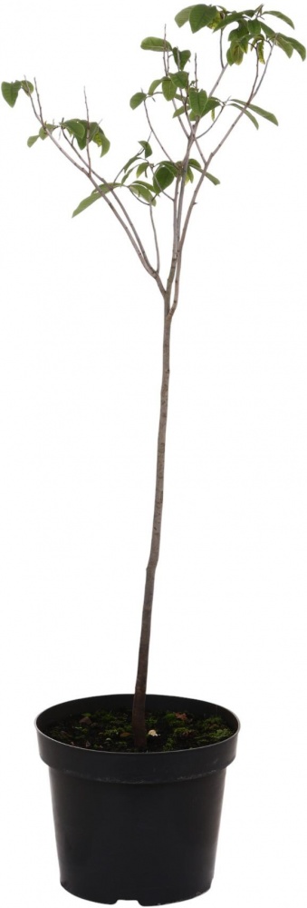 Растение Азимина трехлопастная Asimina triloba 15 л h 80-100 см