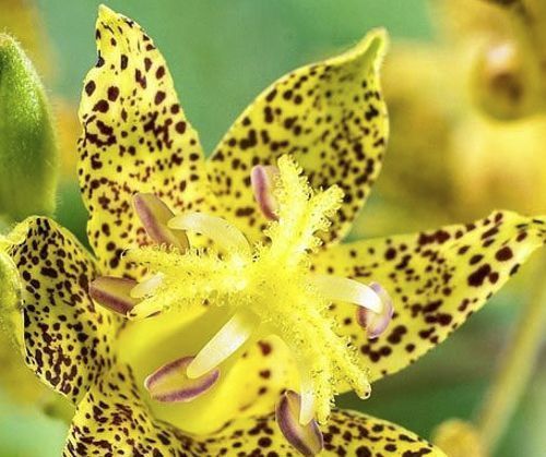 Корневище Яскрава Трициртус-садовая орхидея Golden Festival 1 шт.