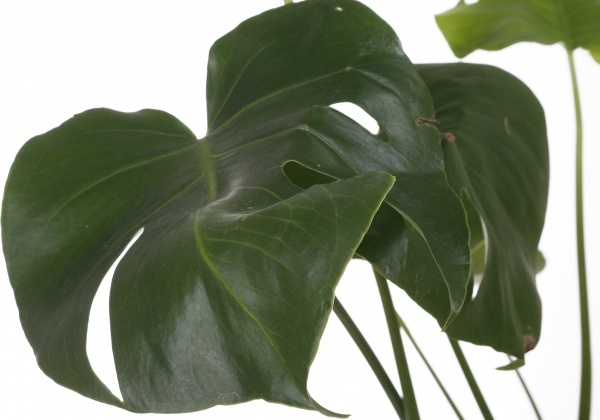 Рослина кімнатна Монстера 14/45