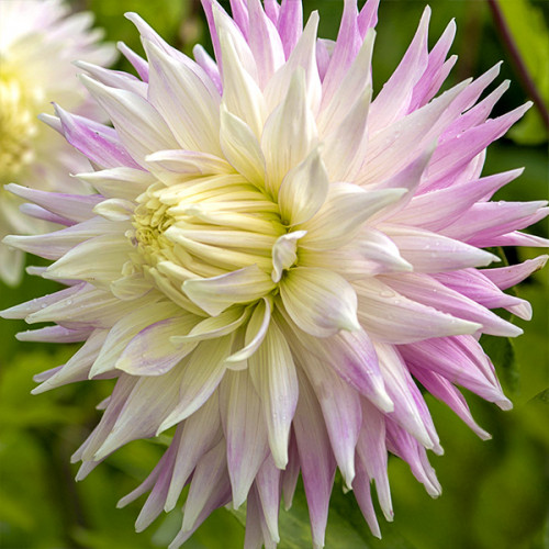 Корнеклубень Георгина Киев 1 шт. Яскрава