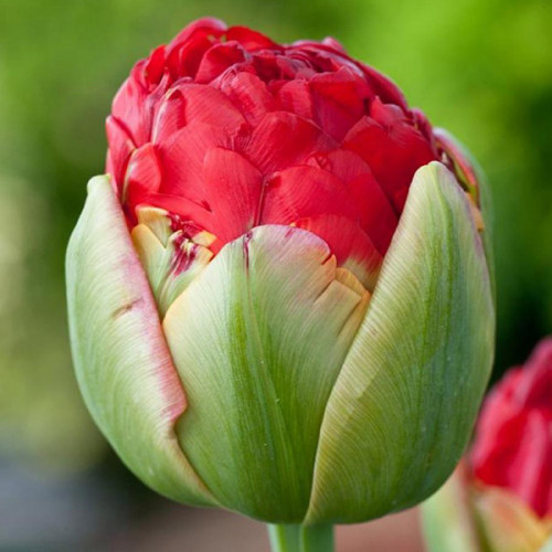 Луковица Тюльпан Махровый Pamplona 3 шт. 