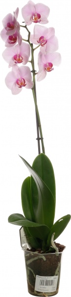 Растение комнатное Фаленопсис микс 1рр, 3/5 + 12/50