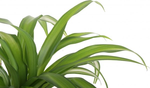 Растение Хлорофитум Ocean & Bonnie 12/25