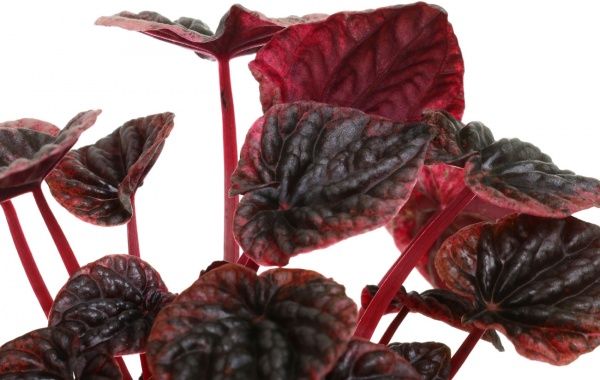 Рослина Пеперомія caperata 'Schumi Red' 10/20