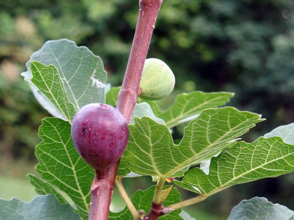 Растение Инжир Султан С7.5