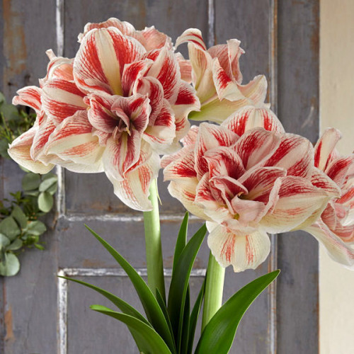 Луковица Яскрава Гиппеаструм махровый Bright Nymph 