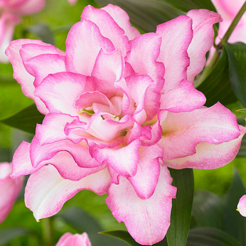 Луковица Яскрава Лилия махровая Roselily Anouska 