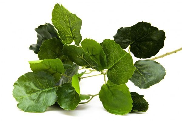 Цветок искусственный веточка Полисциас 67 см зеленая 631635