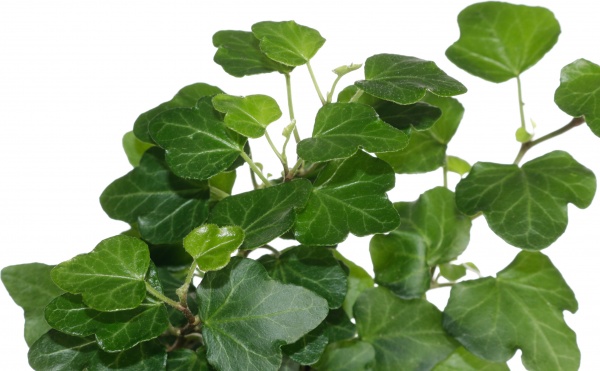 Растение хедера вандер 9х15 см