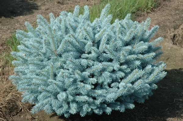 Растение Ель колючая / Picea pungens Glauca Globosa, С20 Ра 60-80