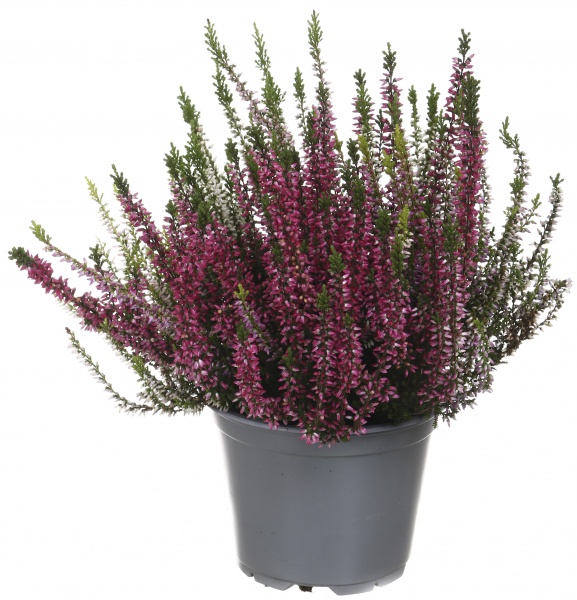 Растение Вереск каллуна 3 цвета в горшке d12/h25