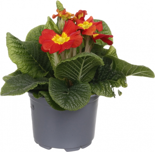 Растение Примула 10,5/20 мікс.