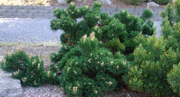 Рослина Сосна гірська / Pinus mugo Jakobsen, С15