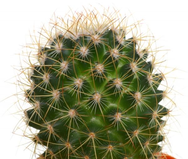 Растение Кактус микс в горшке магнит