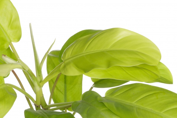 Растение комнатное Филодендрон 11/30 new