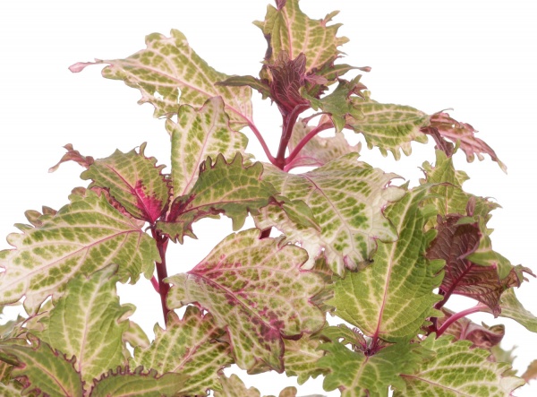 Растение комнатное Колеус Блумэй d11