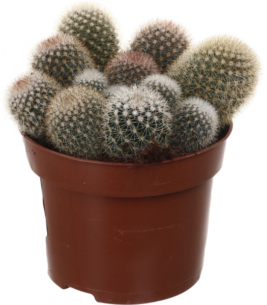 Рослина Кактус мікс d12/h15