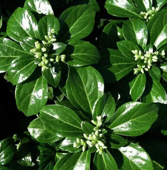 Растение Пахисандра Грин Шин / Green Sheen С3 /Н 10