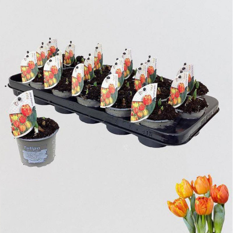 Растение Тюльпан 09х12 оранжевый Flaming Baby