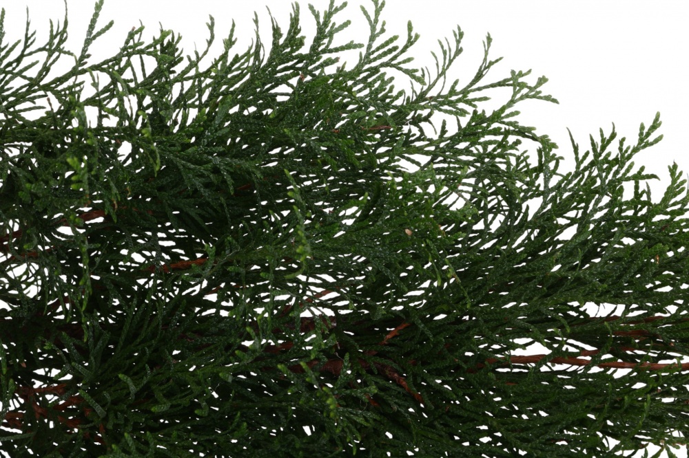 Растение Туя Smaragd C5