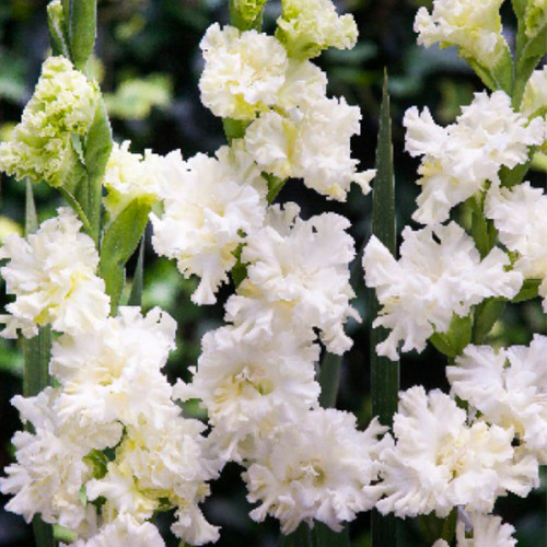 Луковица Яскрава Гладиолус гофрированный Octopus 3 шт. 