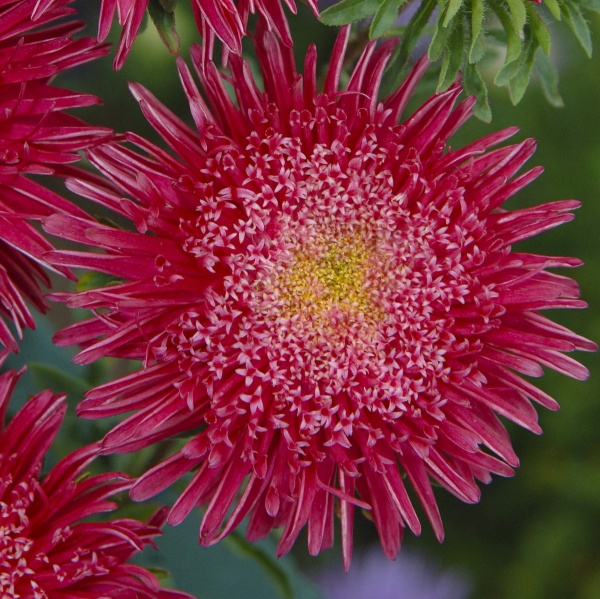 Насіння Професійне насіння айстра Сі Старлет яскраво-червона 20 шт. (4820176693006)