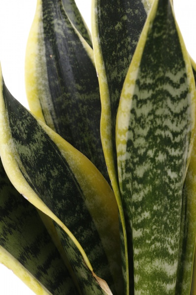 Растение Сансевиерия Laurentii d12/h40