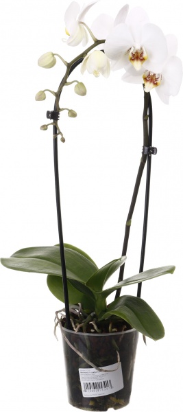 Растение комнатное Фаленопсис Cascade 12x55 см 1 ствол микс