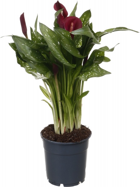 Рослина кімнатна Калла мікс 12/40