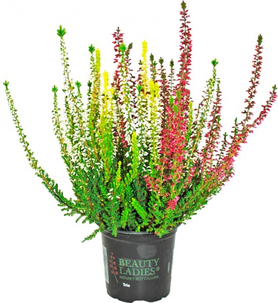 Растение Верес микс д12 в25+