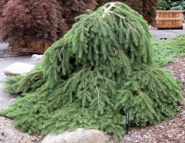 Рослина Ялина/ Picea abies Formanek С5, D 20-30