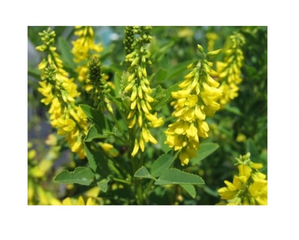 Семена Професійне насіння буркун 500 г (4820176697196)