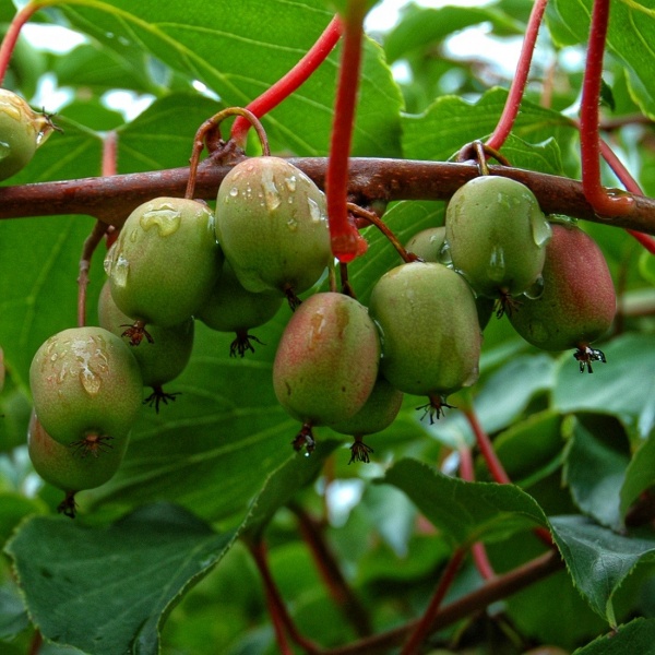 Рослина Актинідія гостра Weiki M (K23-S23 h40-60 C5)