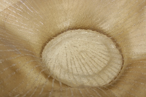 Фруктовниця Lia 45х17 см Antonio Tammaro 