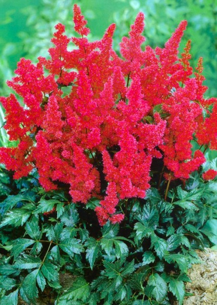 Растение Астильба Burgundy Red С3