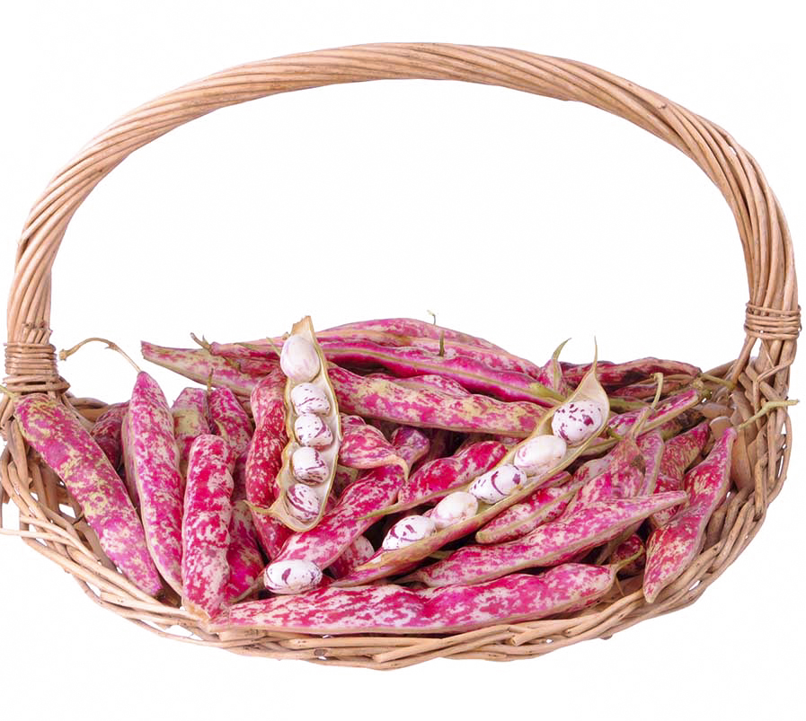 Семена Професійне насіння фасоль Борлотто 10г (4820176690272)